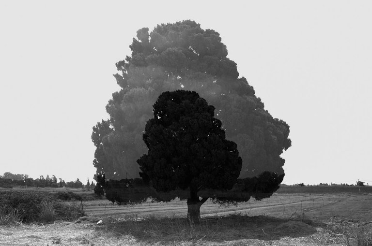 Double_tree_2022_Victor_Bezrukov-1.jpg