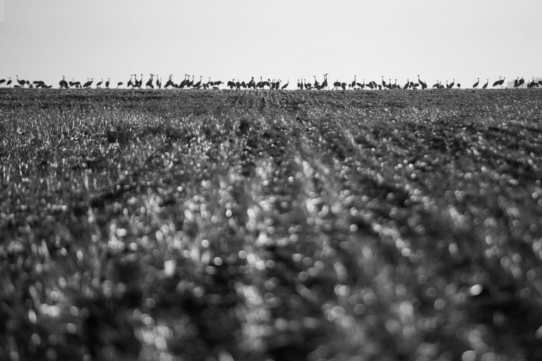 Cranes_migration_2021_by_Victor_Bezrukov-3.jpg