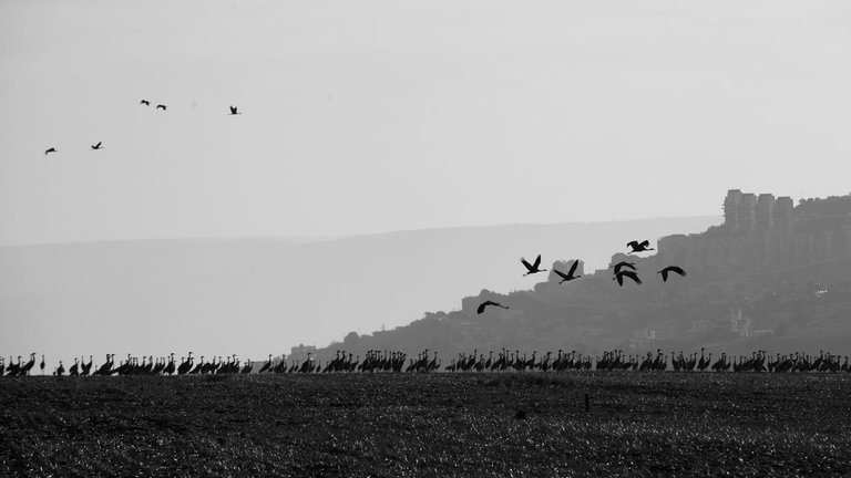 Cranes_migration_2021_by_Victor_Bezrukov-4.jpg