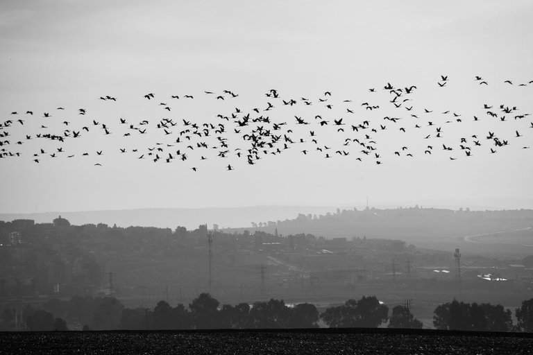 Cranes_migration_2021_by_Victor_Bezrukov-8.jpg