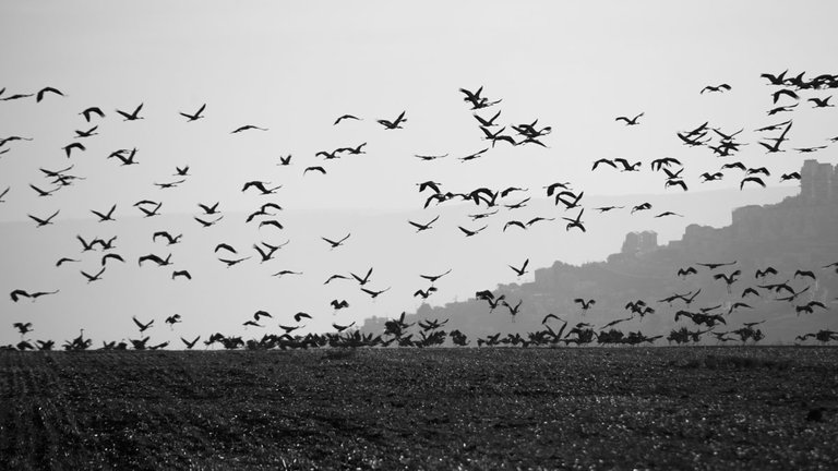 Cranes_migration_2021_by_Victor_Bezrukov-7.jpg