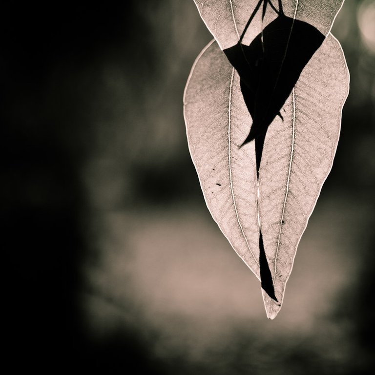 leaves&light.jpg