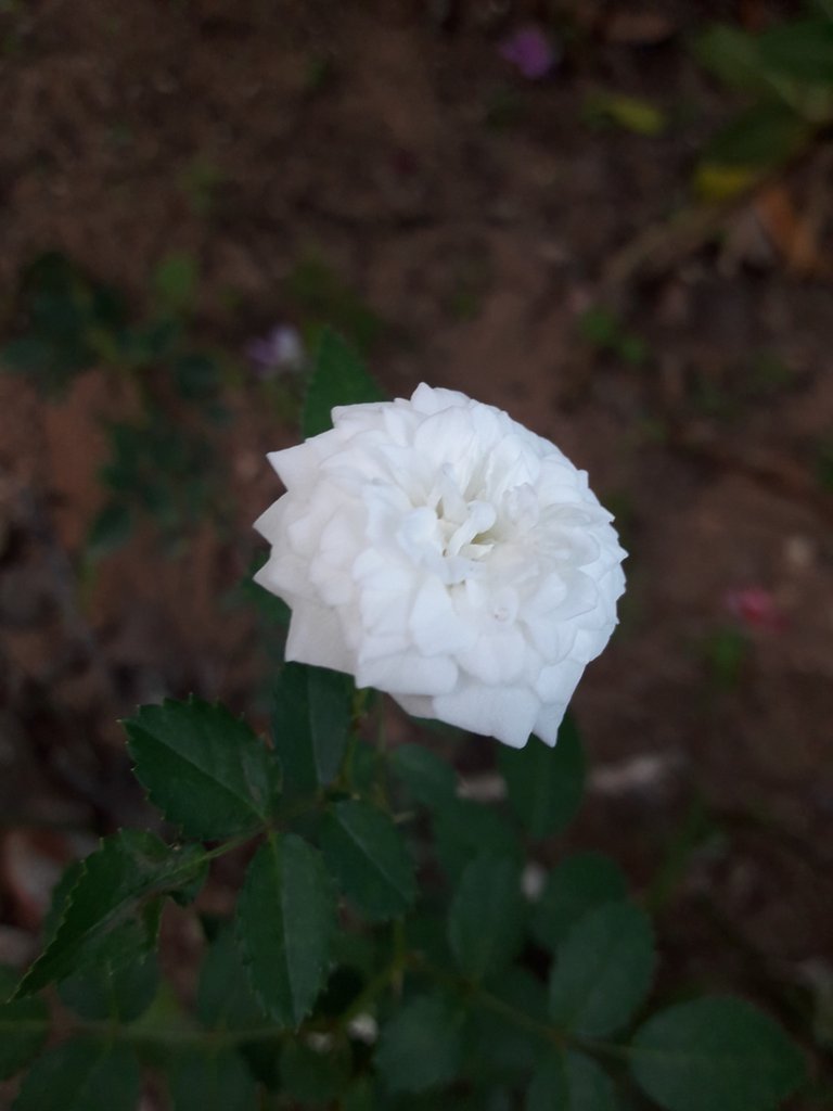 rose 6.jpg