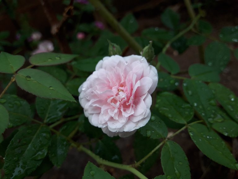 rose 3.jpg
