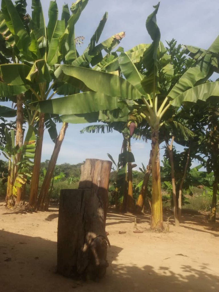 PLANTAS DE PLATANOS 2.jpg