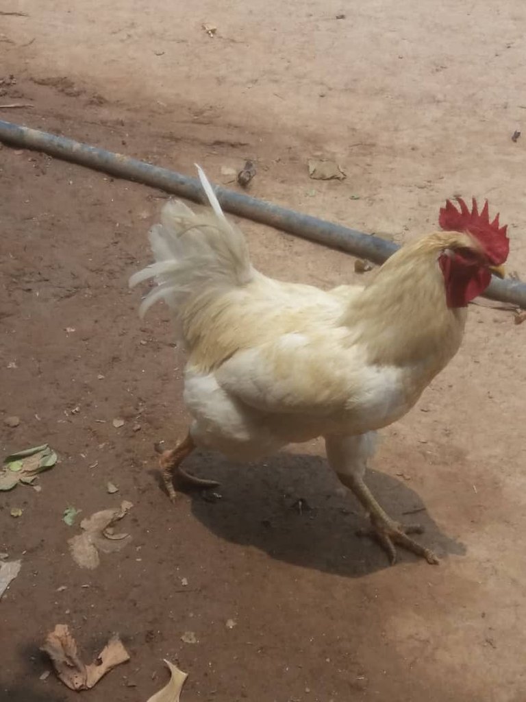 GALLINA.jpg