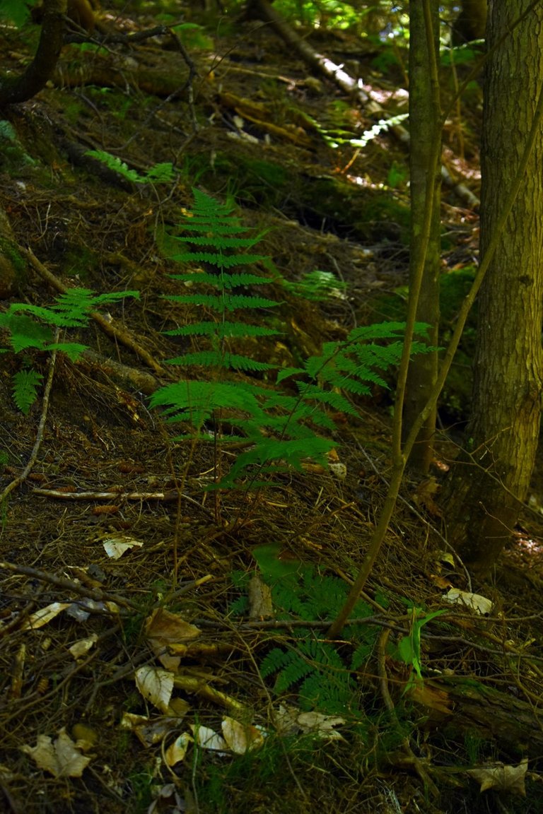 DSC_5650_1600.JPG
