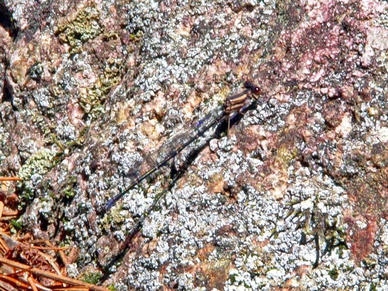 100_0046_1600.JPG