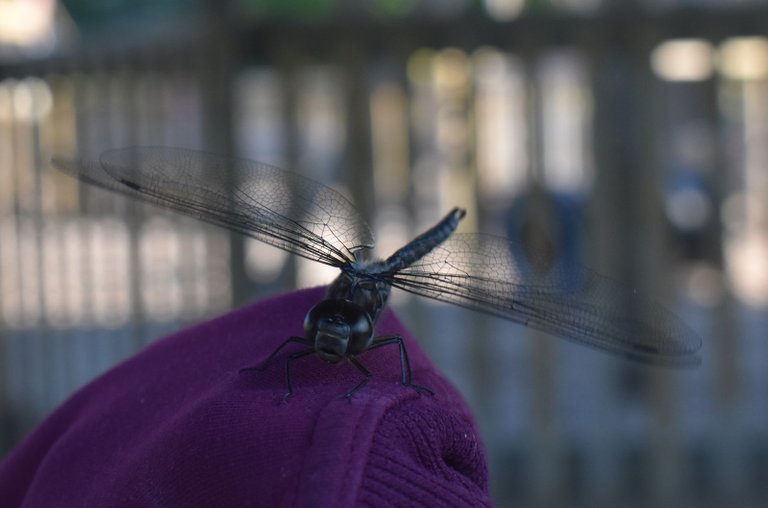 DSC_5572_1600.JPG