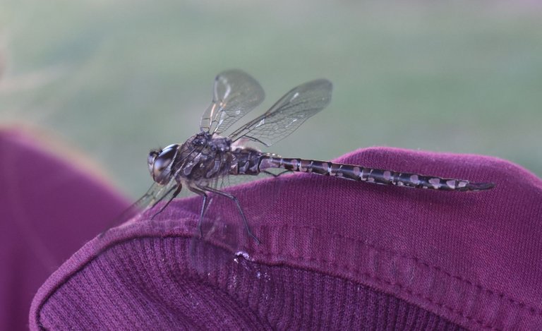 DSC_5568_1600.JPG