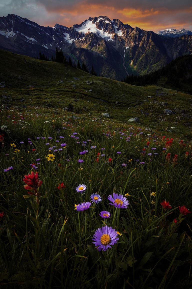 Highland_Flowers_WEB.jpg
