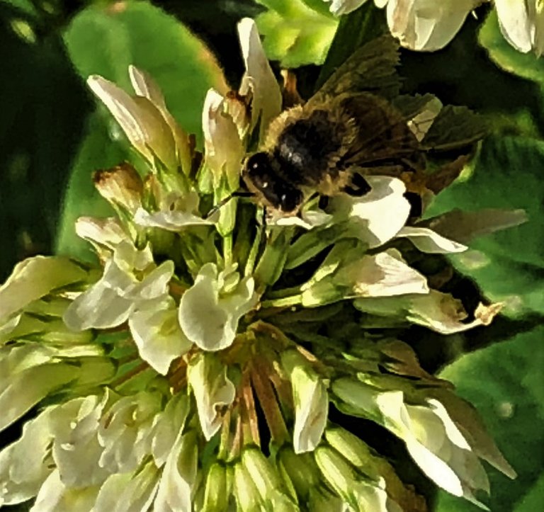 Bee4.jpg