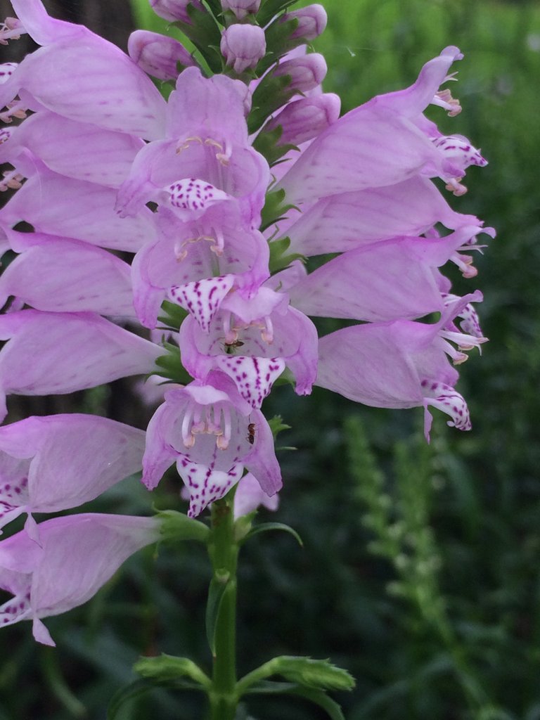 Obedient Plant1.JPG