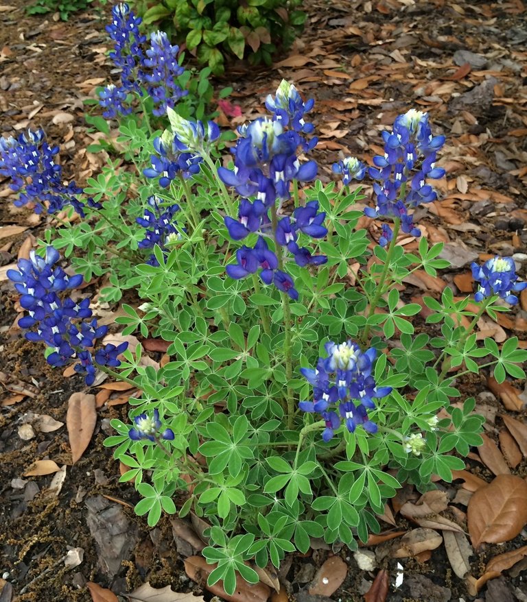 15BlueBonnet1.JPG