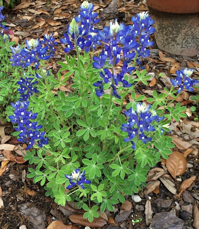 15BlueBonnet2.JPG