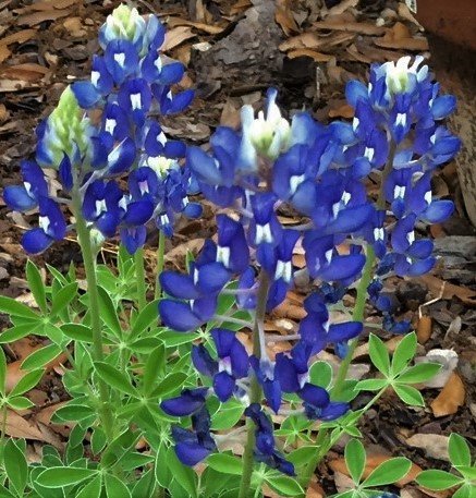 15BlueBonnet2 2.JPG