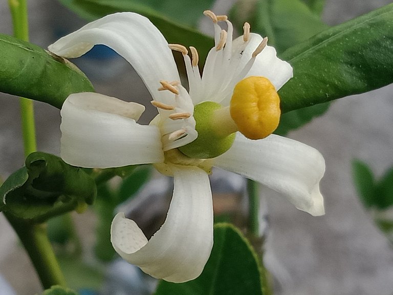 Lemon flower