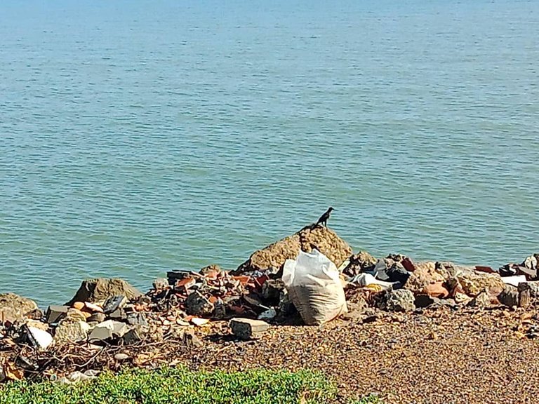 cinta costera (3).jpeg