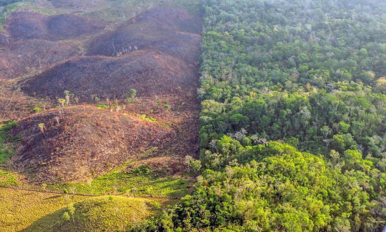 guatemala-belize-border-deforestation.jpg.optimal.jpg