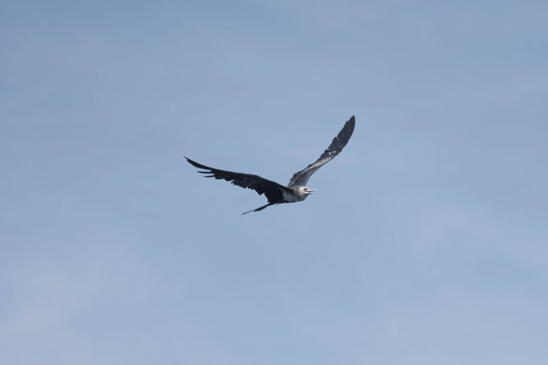 great_frigatebird_fregata_minor_2.jpg