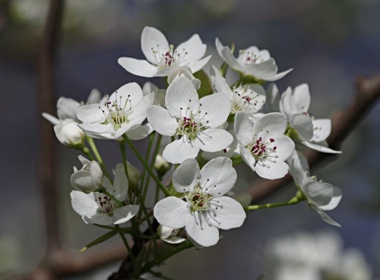 hivegarden-flowers-tree-3 (2).jpg