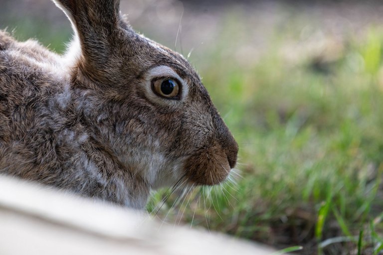 dsc_2021.jpg