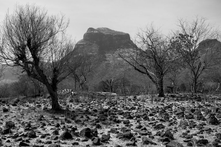 ethiopia_stones_rock_trees_2015_by_victor_bezrukov_1.jpg