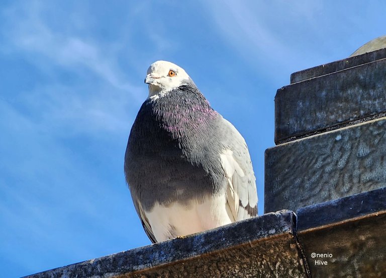 pigeon-001.jpg