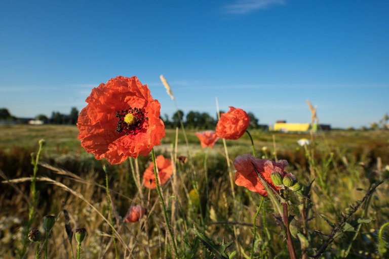 laowa15mm_dag3_07059.jpg