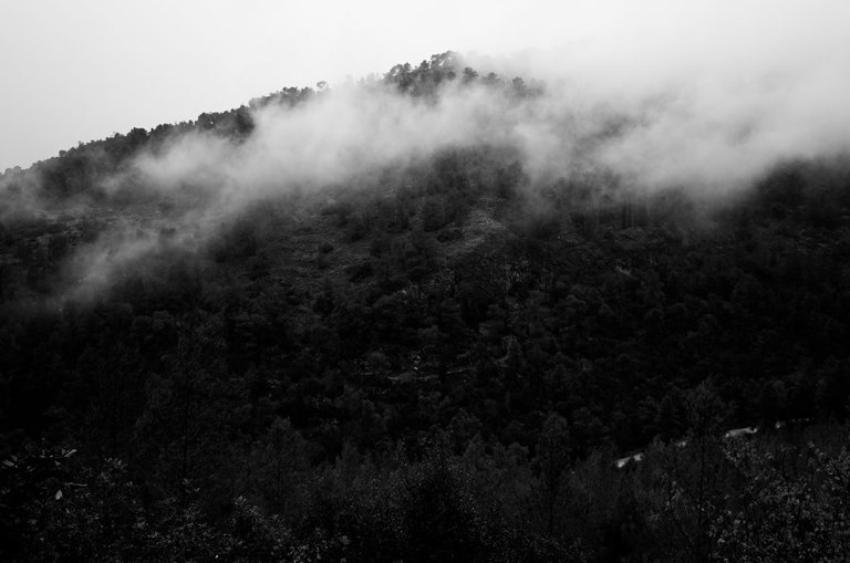 in_the_fog_2024_by_victor_bezrukov_1.jpg
