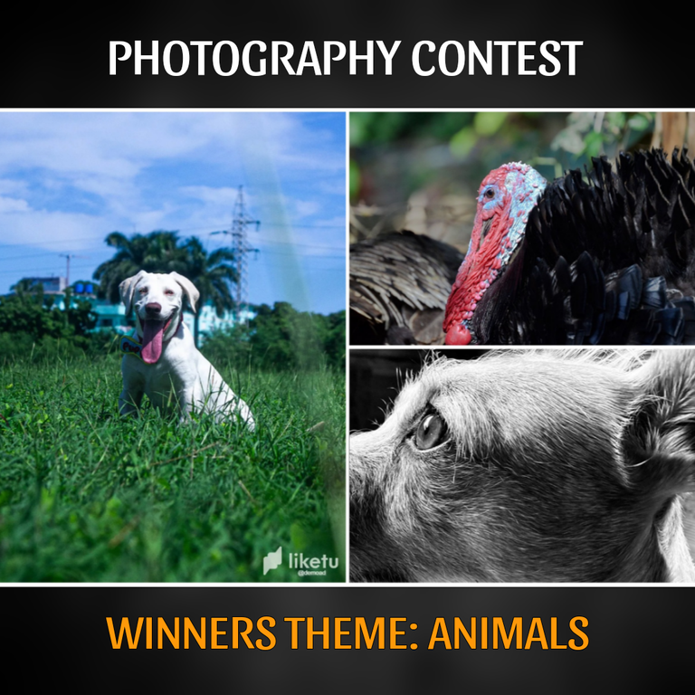 Visual Shots Contest | Winners of the Animals Theme (ENG/ESP)