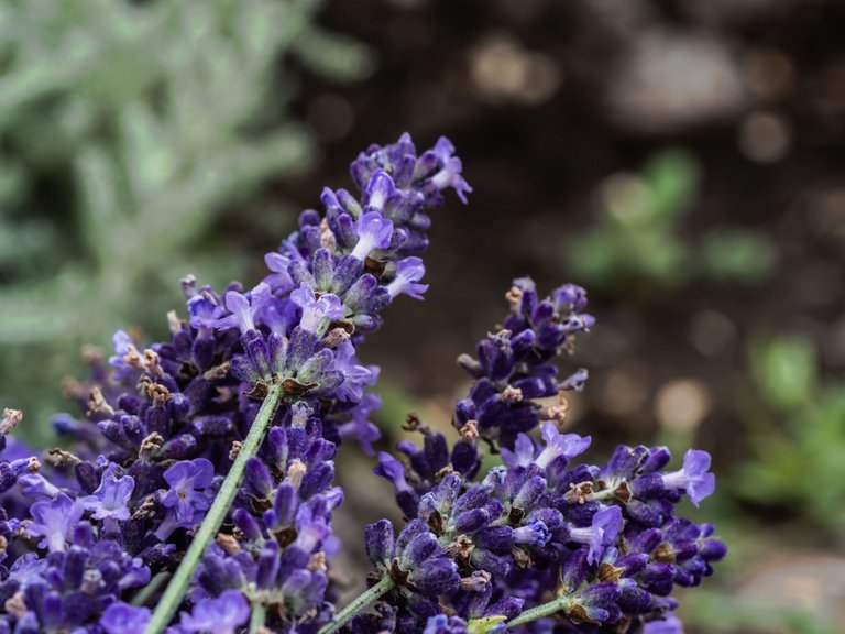 lavender_1590480.jpg