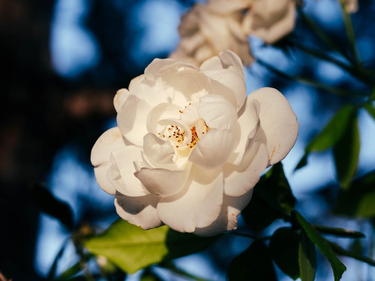 white_roses_14_of_18_.jpg