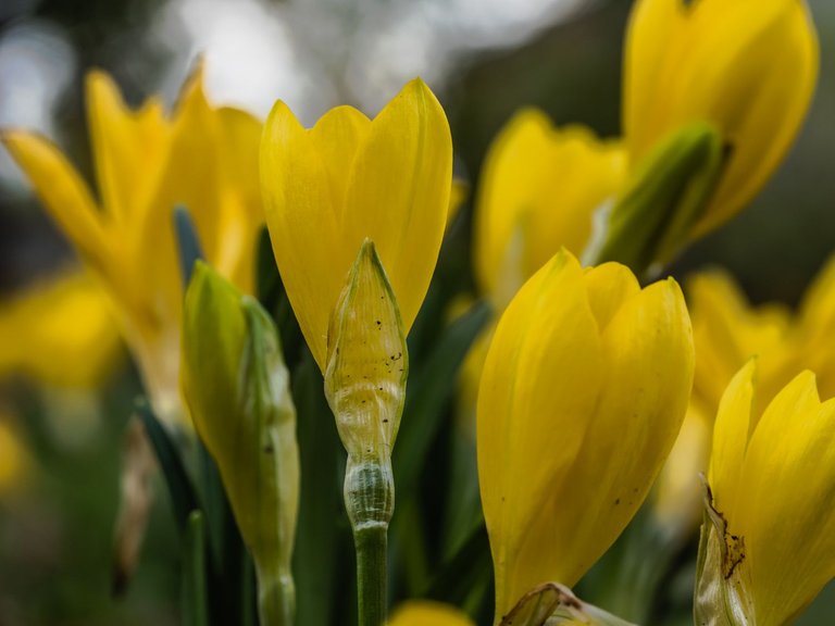 yellow_crocuses_39_of_48_.jpg