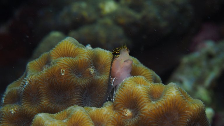 Blenny.JPG