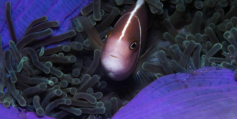 nemo 04Pink anemonefish.jpg