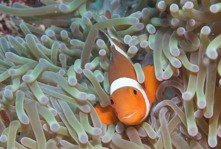 nemo 06 False anemonefish.jpg