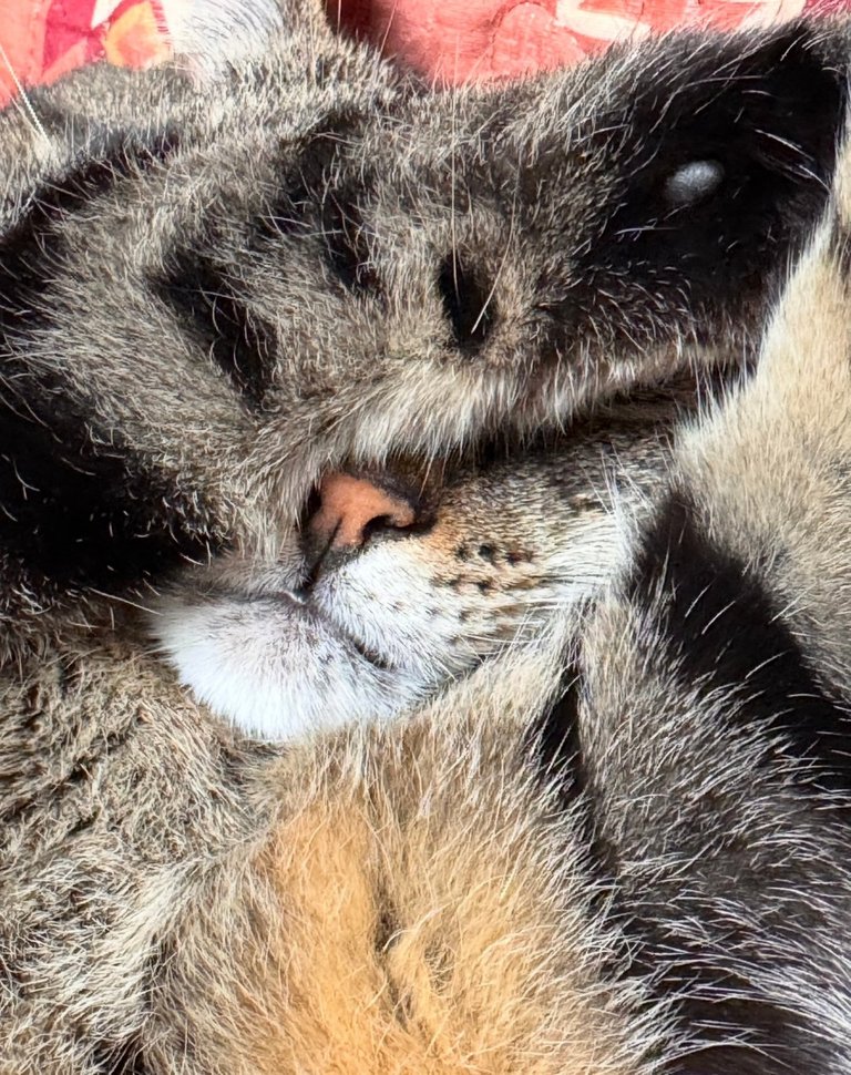 HNWT6DgoBc14riaEeLCzGYopkqYBKxpGKqfNWfgr368M9VYQQgM76fz3H175TqWKEJgQ554M1PAW3p5g5YNJUX5uTHDqshQ6VSJEUz6CPts6CqYuJ6mCoceEege.jpeg