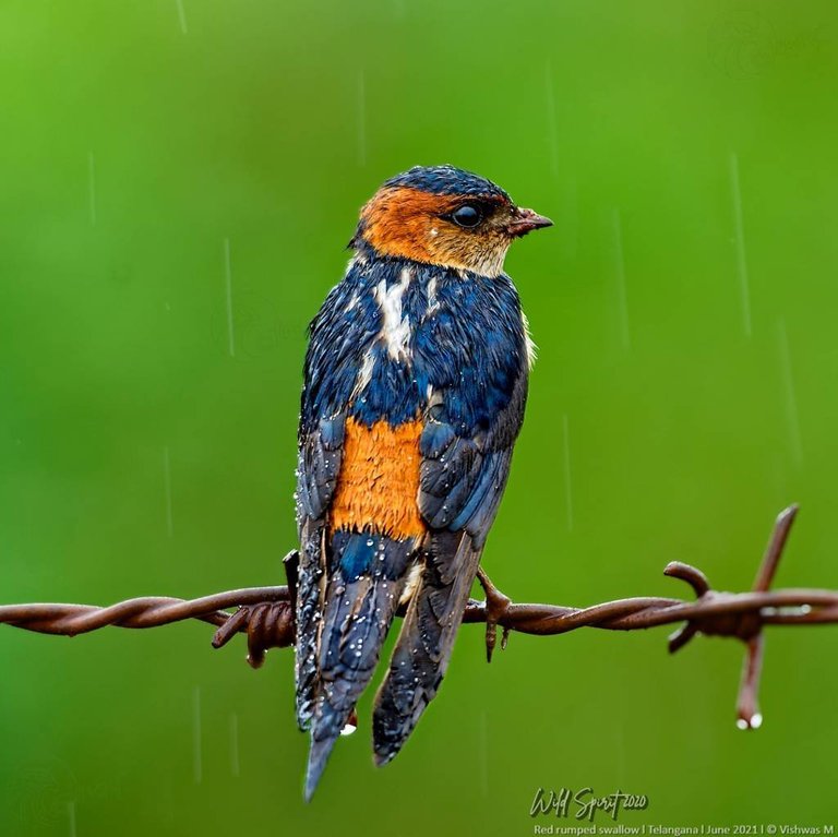 FBL-_DSC5253_DxO_PS FB 1080 (FILEminimizer).jpg