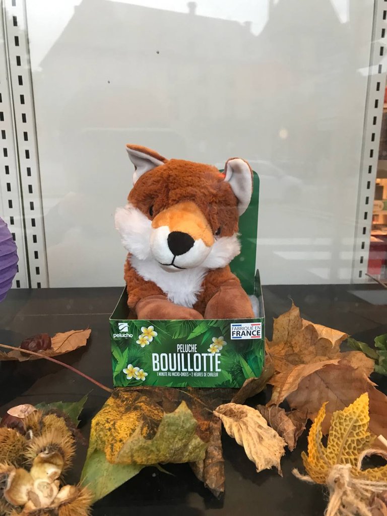 Renard dans la vitrine