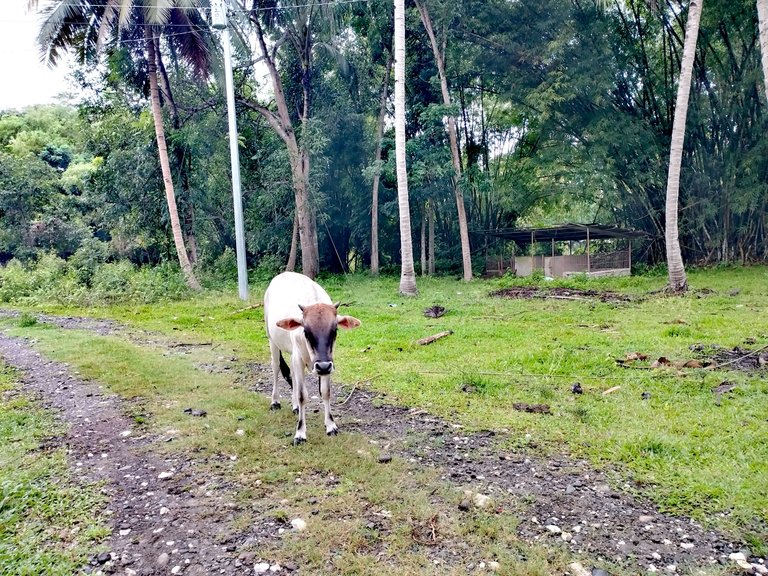 A Farm Visit to My Friend at Manticao, Misamis Oriental