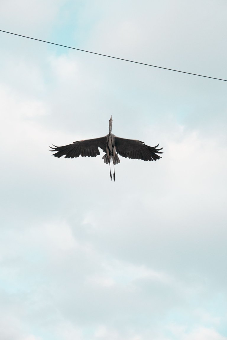 cranebirdflying.png