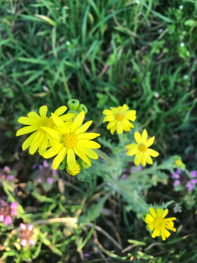 5E951451-7C45-4EF4-AD9D-5D4ED86DE4CA.jpeg