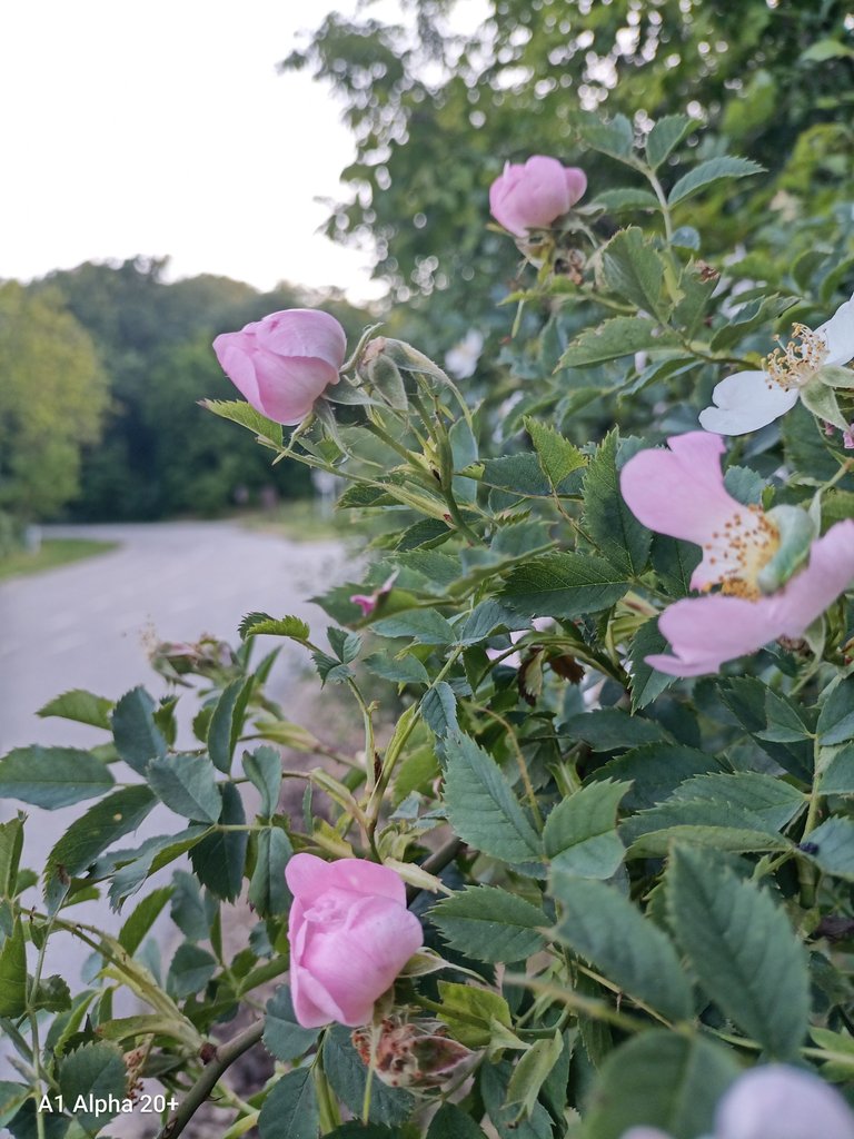 IMG_20250514_190936.jpg