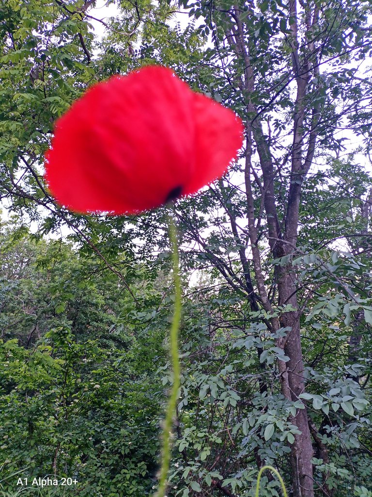 IMG_20250514_192056.jpg