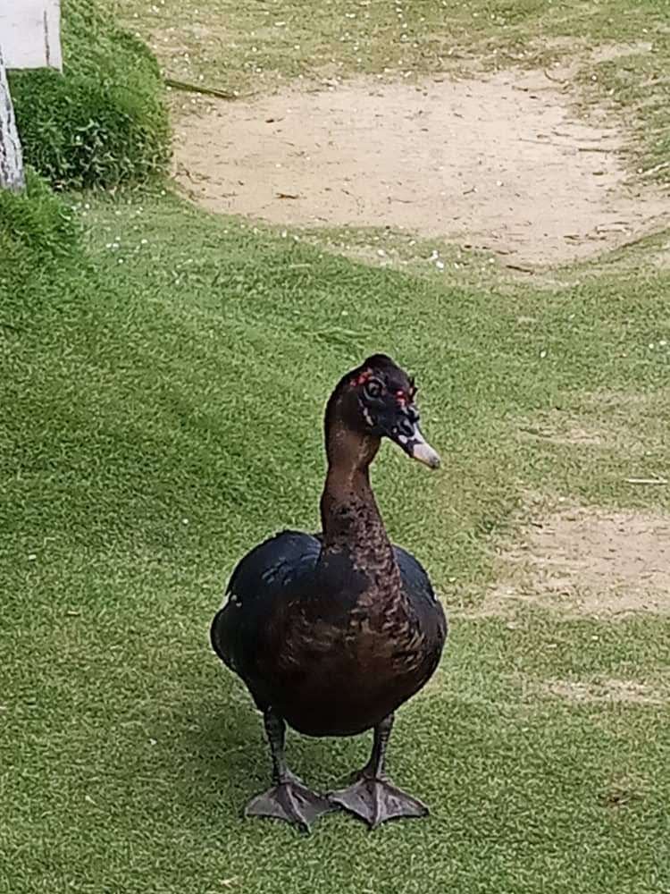 Ahora hablemos de este pequeño amigo, el estaba tranquilo buscando pan, pero en la oreja de mi amiga, y bueno, la mordió -  Now let's talk about this little friend, he was calmly looking for bread, but in my friend's ear, and well, he bit it.