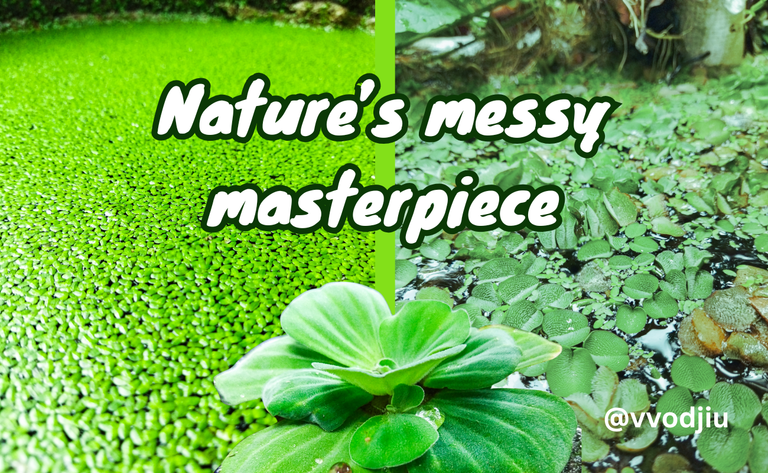 Overcrowded but Thriving: A Backyard Pond’s Beautiful Mess with a Little Bit of Life Lesson