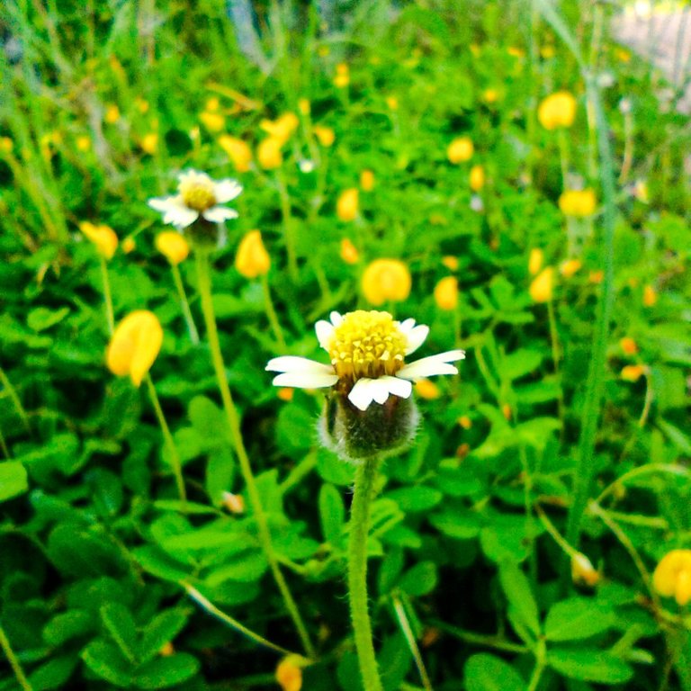 IMG_20250619_065113.jpg