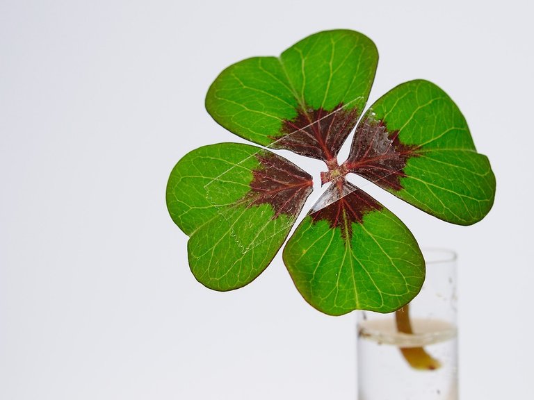 four-leaf-clover-1849858_1280.jpg