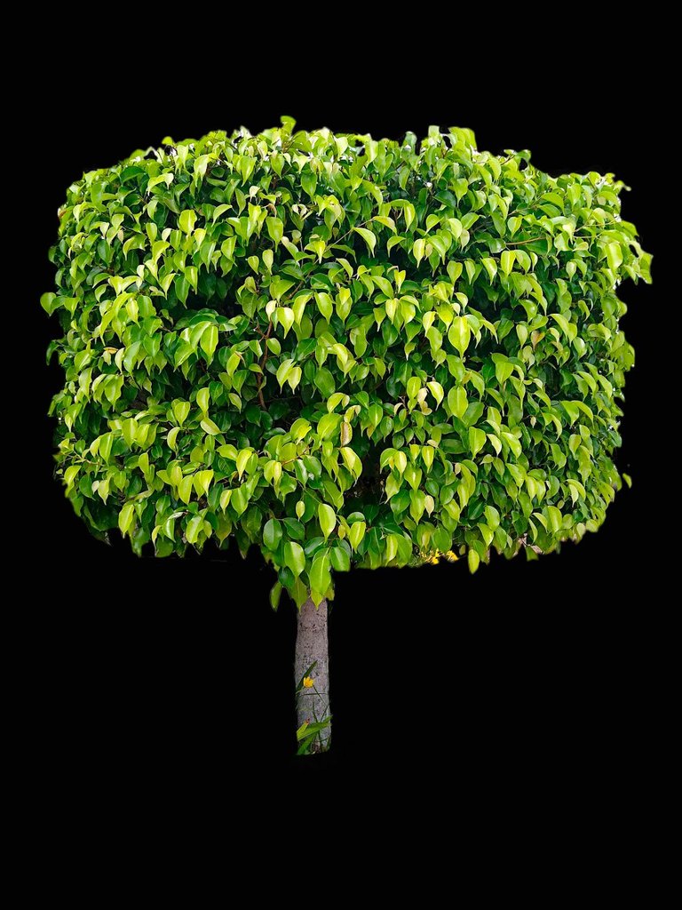 tree.jpg
